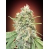 Strawberry Banana · Advanced Seeds · kenevir tohum - disi · Fem