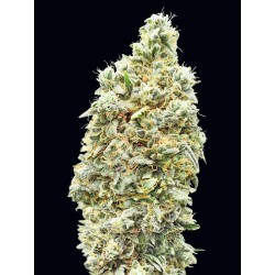 Strawberry Banana Fast · Advanced Seeds · cannabis seeds · Fem