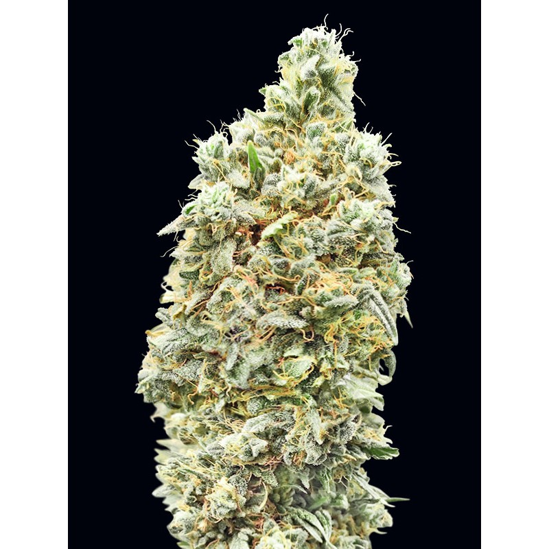 Strawberry Banana Fast · Advanced Seeds · kenevir tohum - disi · Fem