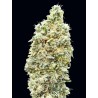 Strawberry Banana Fast · Advanced Seeds · kenevir tohum - disi · Fem