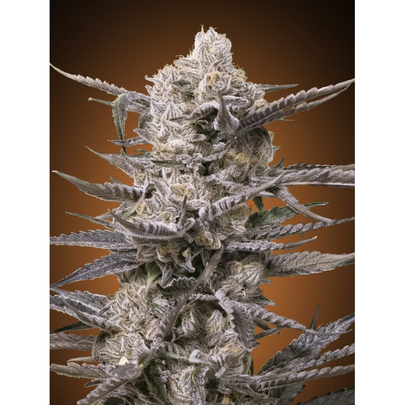 Watermelon OG · Advanced Seeds · cannabis seeds · Fem