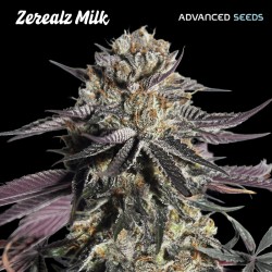 Zerealz Milk · Advanced Seeds · kenevir tohum - disi · Fem