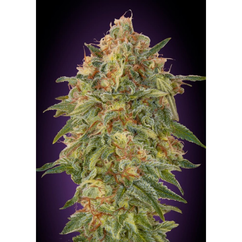 Zkittlez · Advanced Seeds · kenevir tohum - disi · Fem