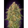 Zkittlez · Advanced Seeds · kenevir tohum - disi · Fem