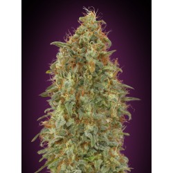 Zkittlez Fast · Advanced Seeds · cannabis seeds · Fem