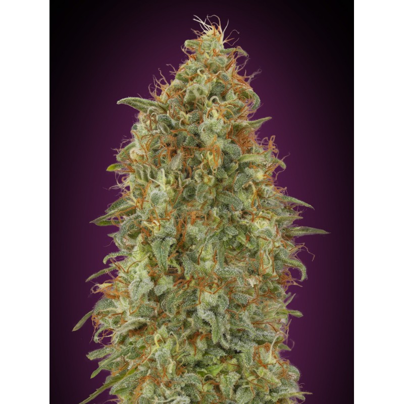 Zkittlez Fast · Advanced Seeds · cannabis seeds · Fem