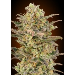 Somango Glue · Advanced Seeds · cannabis seeds · Fem