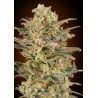 Somango Glue · Advanced Seeds · kenevir tohum - disi · Fem