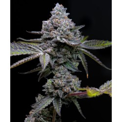 APPLE FRITTER · Barneys Farm · kenevir tohum · Disi · Fem