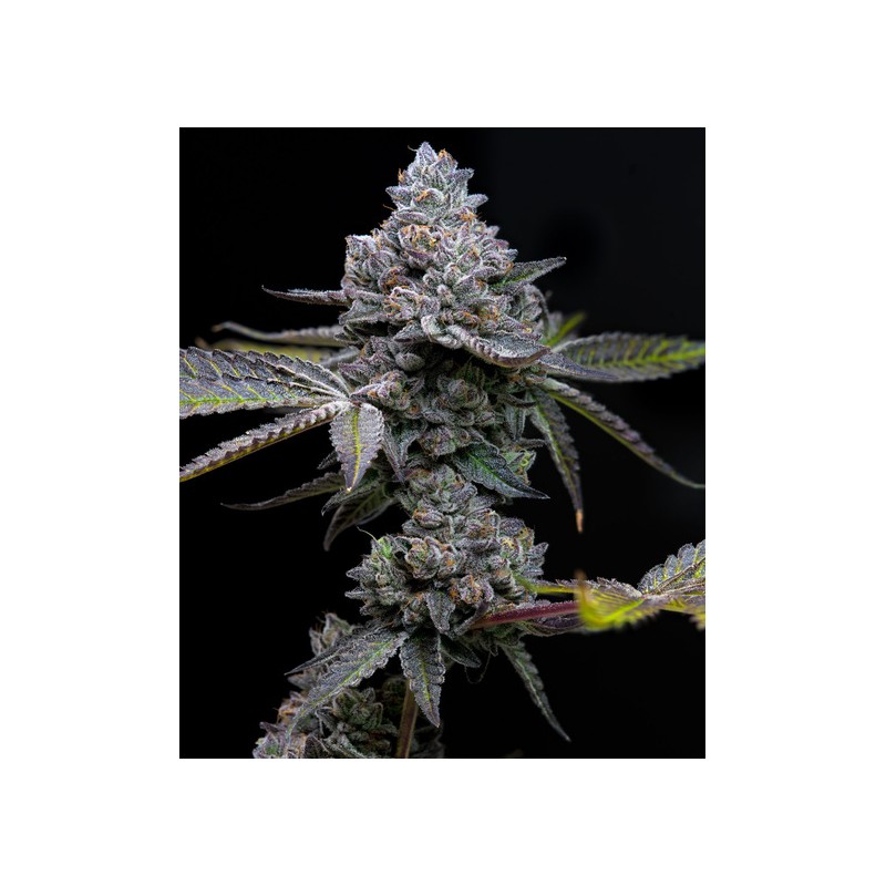 APPLE FRITTER · Barneys Farm · kenevir tohum · Disi · Fem