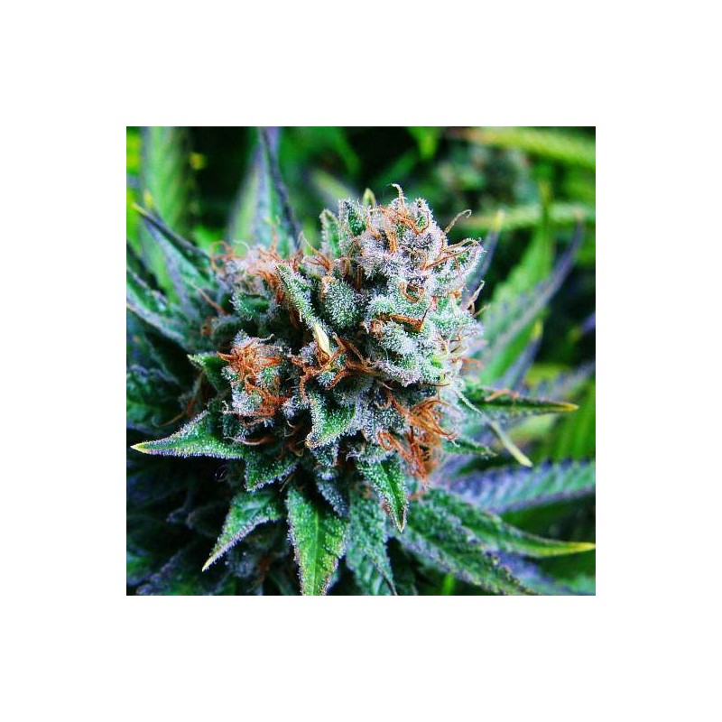 BLUE DREAM · Barneys Farm · kenevir tohum · Disi · Fem