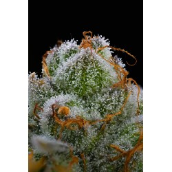 BLUE DREAM · Barneys Farm · cannabis seeds · Fem