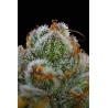 BLUE DREAM · Barneys Farm · kenevir tohum · Disi · Fem
