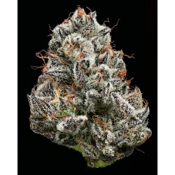 BLACK CHERRY GUSHERS · Barneys Farm · kenevir tohum · Disi · Fem