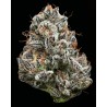 BLACK CHERRY GUSHERS · Barneys Farm · cannabis seeds · Fem