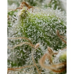 BRUCE BANNER · Barneys Farm · kenevir tohum · Disi · Fem
