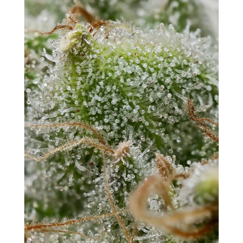 BRUCE BANNER · Barneys Farm · cannabis seeds · Fem