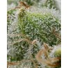 BRUCE BANNER · Barneys Farm · kenevir tohum · Disi · Fem