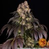 GIRL SCOUT COOKIES · Barneys Farm · cannabis seeds · Fem