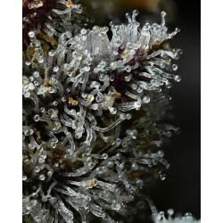 LEMON CHERRY GELATO · Barneys Farm · kenevir tohum · Disi · Fem
