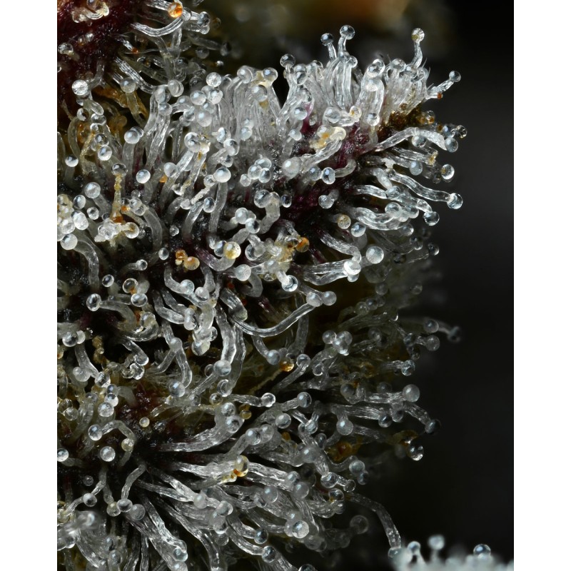 LEMON CHERRY GELATO · Barneys Farm · kenevir tohum · Disi · Fem