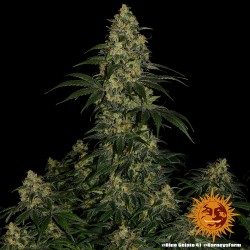 BLUE GELATO 41 · Barneys Farm · cannabis seeds · Fem