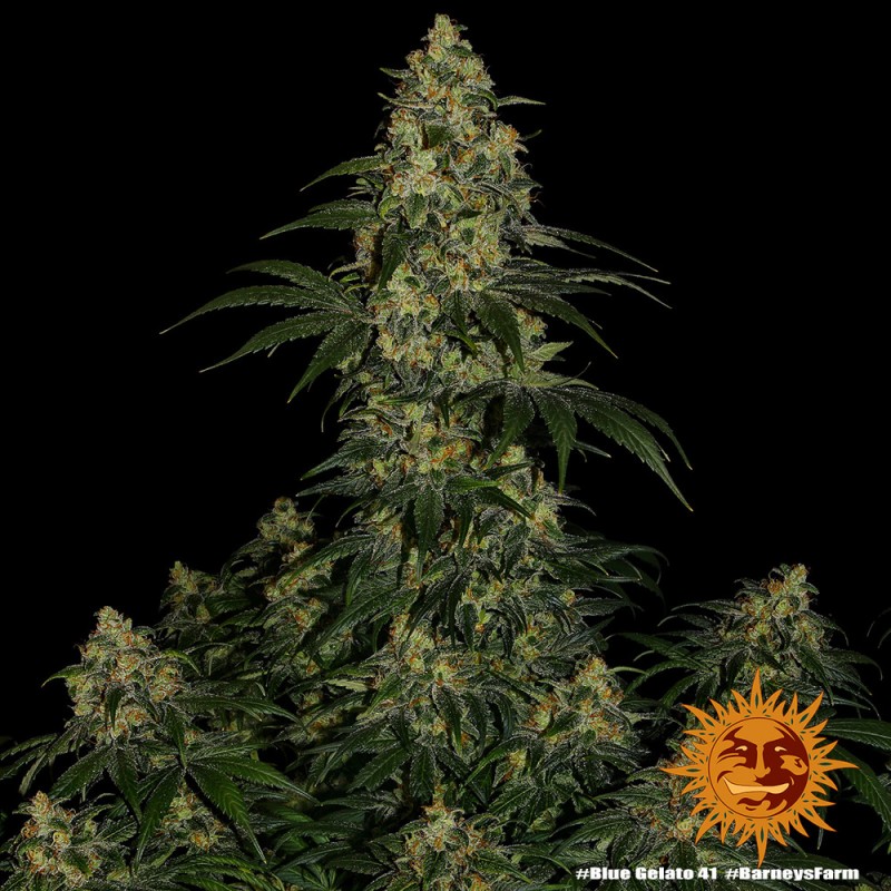 BLUE GELATO 41 · Barneys Farm · cannabis seeds · Fem