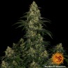 BLUE GELATO 41 · Barneys Farm · kenevir tohum · Disi · Fem