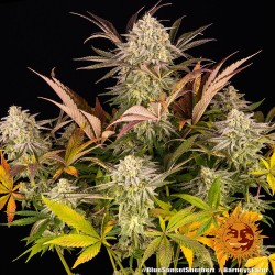 BLUE SUNSET SHERBERT · Barneys Farm · cannabis seeds · Fem