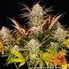 BLUE SUNSET SHERBERT · Barneys Farm · kenevir tohum · Disi · Fem