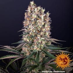 BLUEBERRY OG · Barneys Farm · kenevir tohum · Disi · Fem