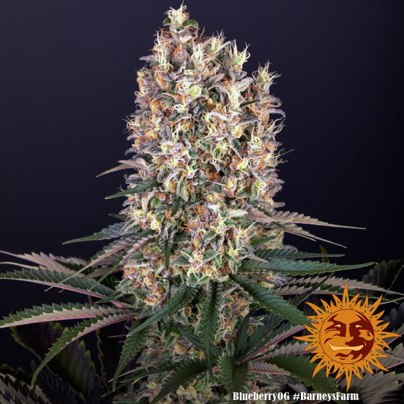 BLUEBERRY OG · Barneys Farm · kenevir tohum · Disi · Fem
