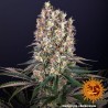 BLUEBERRY OG · Barneys Farm · kenevir tohum · Disi · Fem