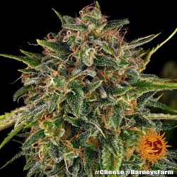 CHEESE · Barneys Farm  ·...