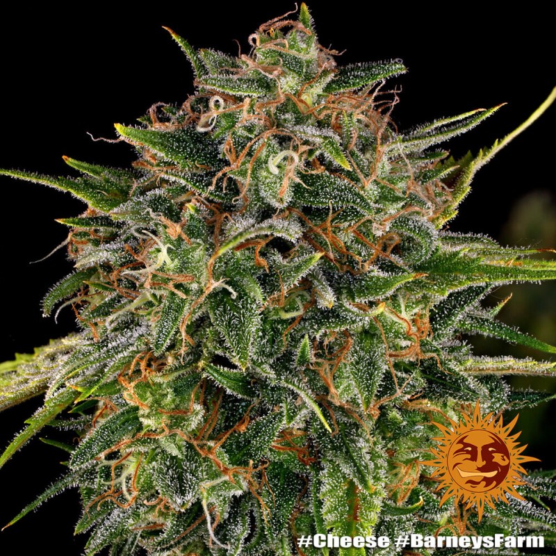 CHEESE · Barneys Farm · kenevir tohum · Disi · Fem