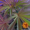 COOKIES KUSH · Barneys Farm · kenevir tohum - disi · Fem