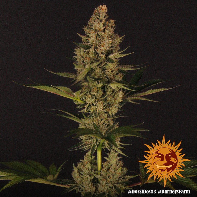 DOS SI DOS 33 · Barneys Farm · kenevir tohum · Disi · Fem