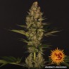 DOS SI DOS 33 · Barneys Farm · cannabis seeds · Fem