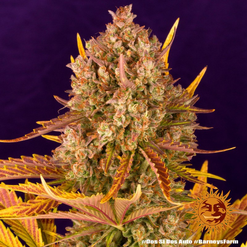 DOS SI DOS AUTO · Barneys Farm · cannabis seeds · AutoFem