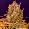 DOS SI DOS AUTO · Barneys Farm · cannabis seeds · AutoFem