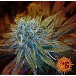 G13 HAZE · Barneys Farm ·...