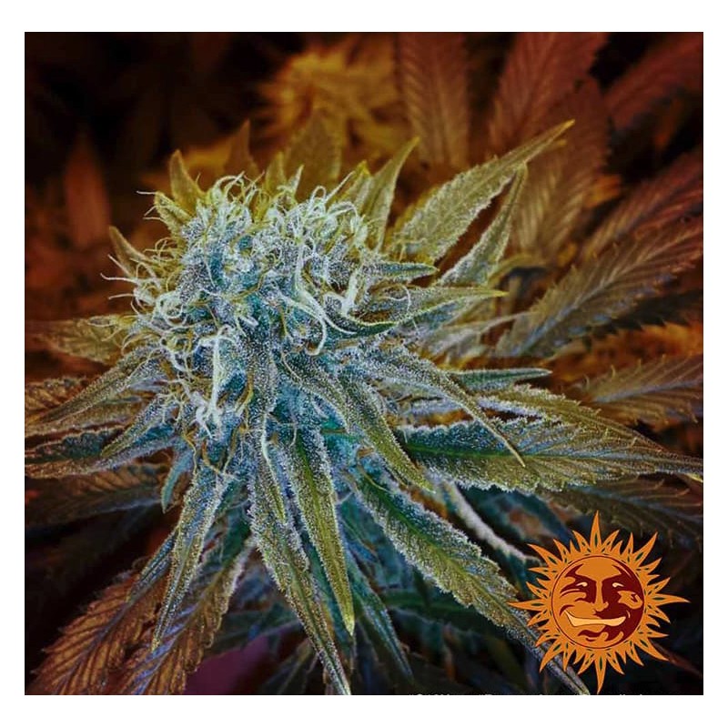 G13 HAZE · Barneys Farm · cannabis seeds · Fem