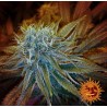 G13 HAZE · Barneys Farm · cannabis seeds · Fem