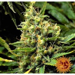 ACAPULCO GOLD · Barneys Farm · kenevir tohum - Disi  · Fem