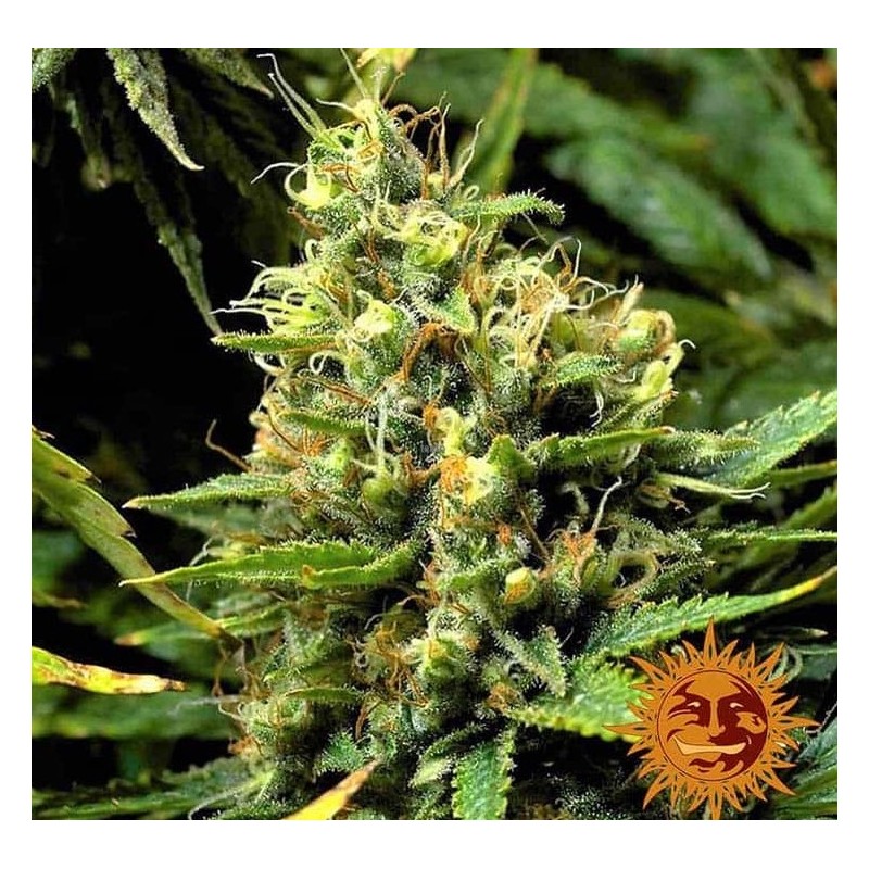 ACAPULCO GOLD · Barneys Farm · kenevir tohum - Disi  · Fem