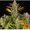 AMNESIA HAZE AUTO · Barneys Farm · cannabis seeds · AutoFem