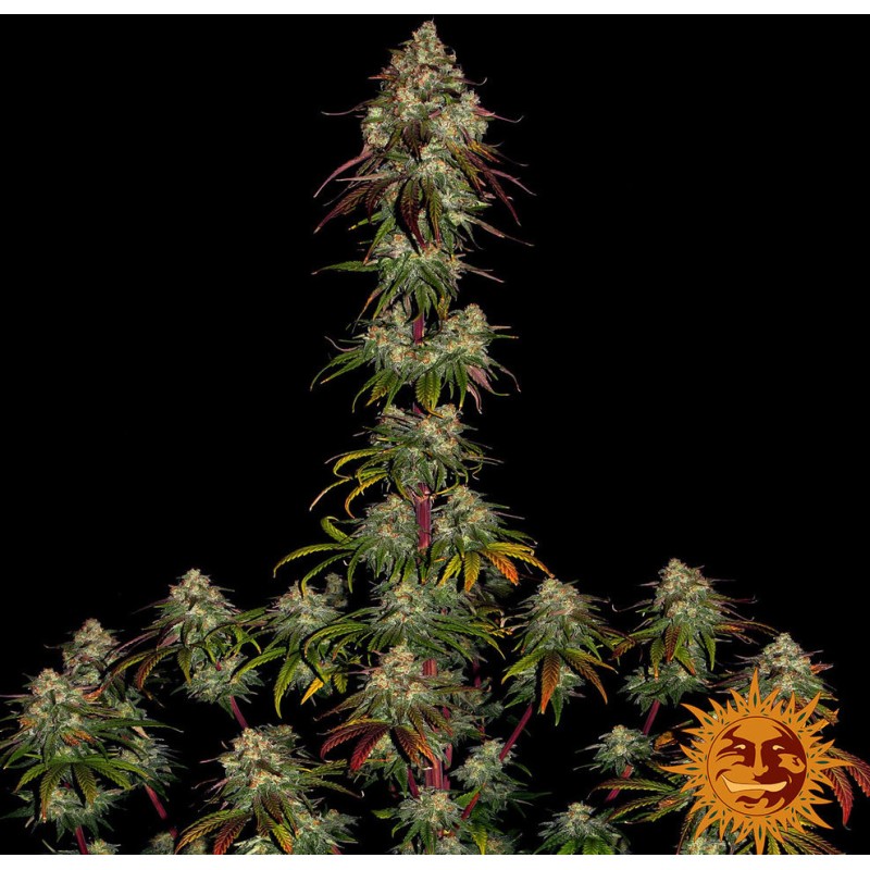 AMNESIA LEMON · Barneys Farm · kenevir tohum - Disi · Fem