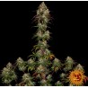 AMNESIA LEMON · Barneys Farm · cannabis seeds · Fem