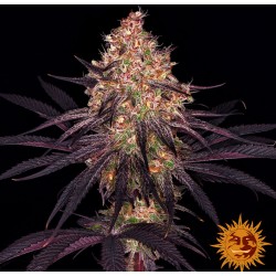 AYAHUASCA PURPLE · Barneys Farm · kenevir tohum - Disi · Fem