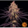 AYAHUASCA PURPLE · Barneys Farm · kenevir tohum - Disi · Fem